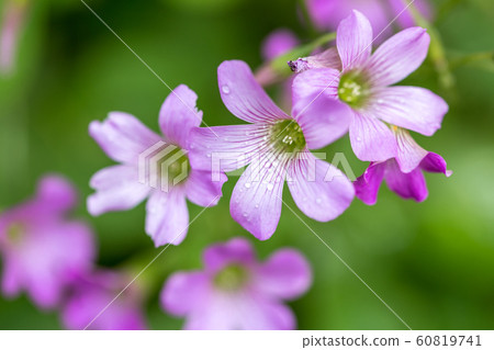 Murasaki Kabaki花 Murasaki Kabaki花 60819741