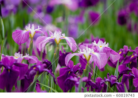 長崎縣大村市Hanatsubaki Omura Park 長崎縣大村市Hanatsubaki Omura Park 60819743