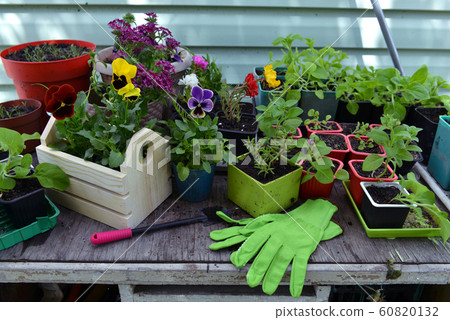 Flower sprouts of petunia and pansy with gloves and working tools on garden table outdoor.  60820132