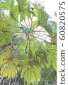 tree 60820575