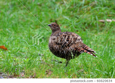 帝雉(Syrmaticus mikado) 母 60820634