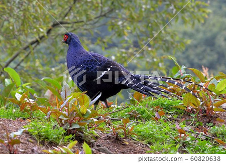 帝雉(Syrmaticus mikado)  公 60820638