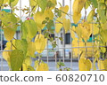 tree 60820710