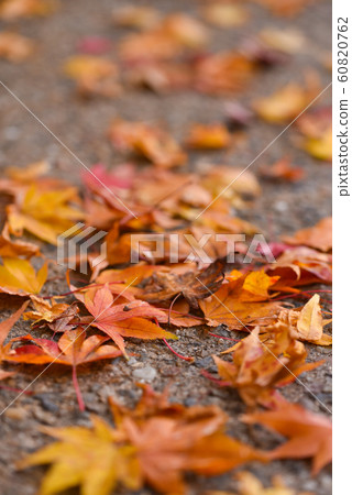 Fallen leaves  60820762