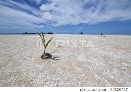 A spectacular beach where coconut sprout A spectacular beach where coconut sprout 60820767