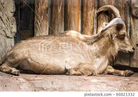 Burberry sheep - Stock Photo [60821332] - PIXTA