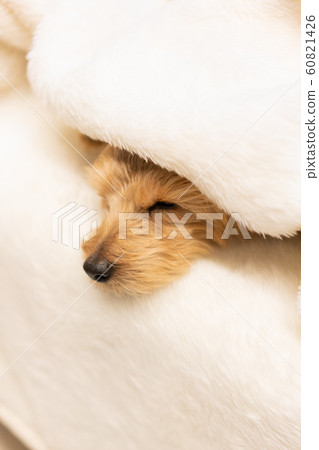 Norfolk Terrier dog wrapped in a blanket 60821426