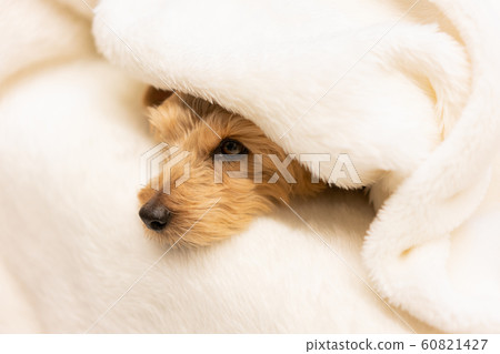 Norfolk Terrier dog wrapped in a blanket 60821427