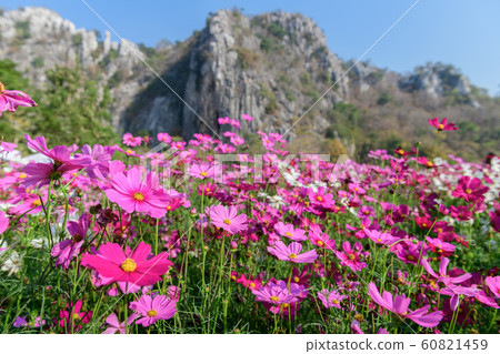 Beautiful pink cosmos field with .Limestone Beautiful pink cosmos field with .Limestone 60821459