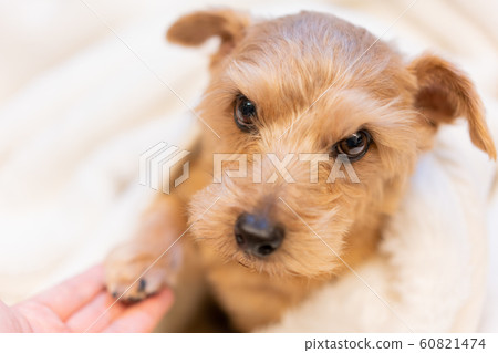 諾福克梗裹在毯子裡 諾福克梗裹在毯子裡 60821474