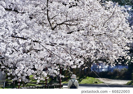 "Sakura in Hirosaki Park" Hirosaki City, Aomori Prefecture "Sakura in Hirosaki Park" Hirosaki City, Aomori Prefecture 60822003