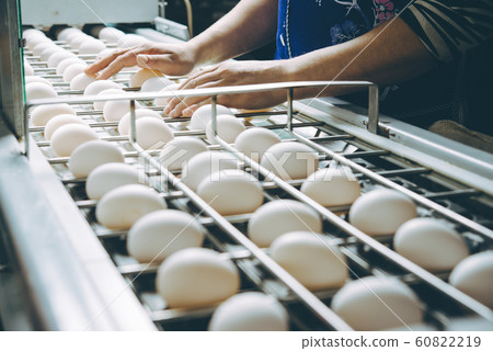 egg factory plant agriculture poultry chicken farm egg factory plant agriculture poultry chicken farm 60822219
