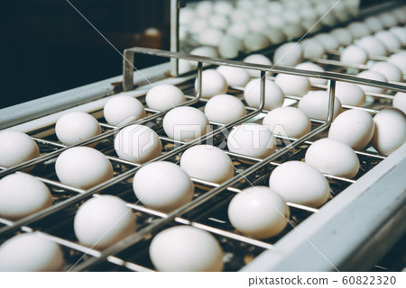 egg factory plant agriculture poultry chicken farm 60822320
