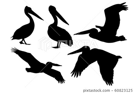 動物側影鳥鵜鶘 動物側影鳥鵜鶘 60823125