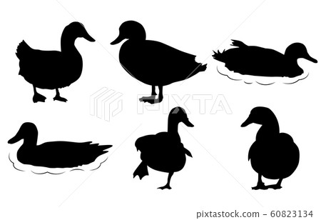 動物剪影鳥鴨 60823134