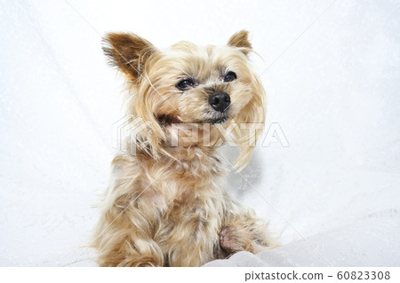 約克夏梗 60823308