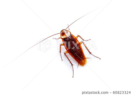 The top view cockroach Thailand isolated on white background The top view cockroach Thailand isolated on white background 60823324