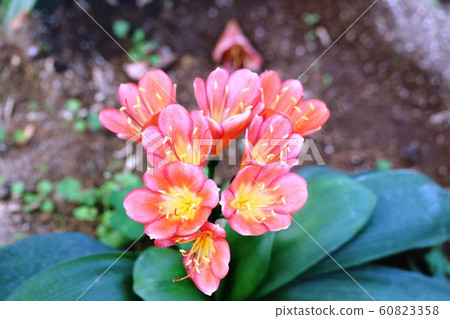 Cunsilane (Kimchi orchid) 60823358