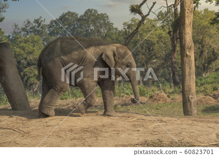 little elephants in the jungles in Chitwan. 60823701