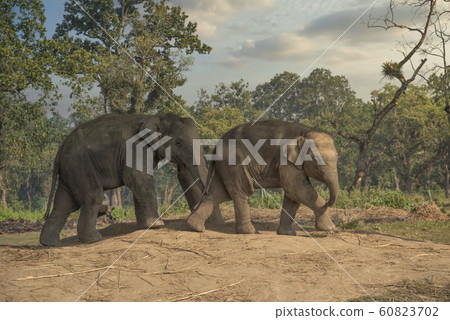 little elephants in the jungles in Chitwan. 60823702
