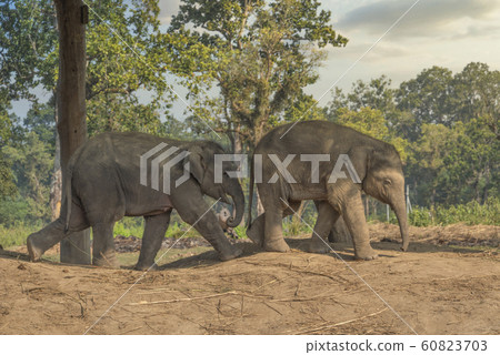 little elephants in the jungles in Chitwan. 60823703