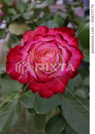 Rose Rose 60823776