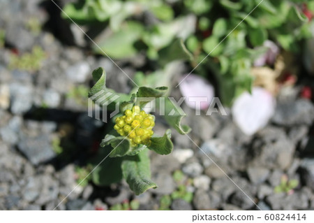 Butterfly (maternal and child grass) begins to bloom 60824414