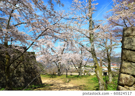 Spring Hikone Castle in full bloom 60824517