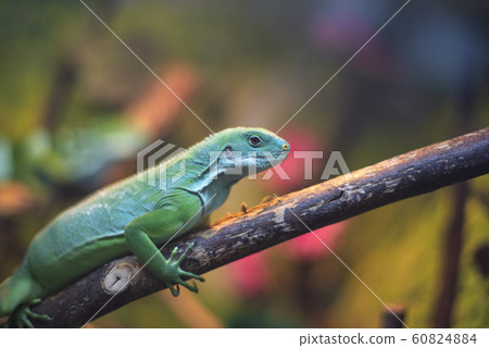 Large tree lizards of the Iguan 60824884