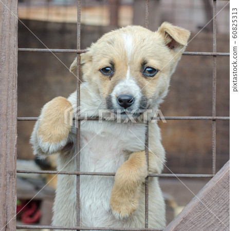 purebred beige puppy in a wooden cage 60825313