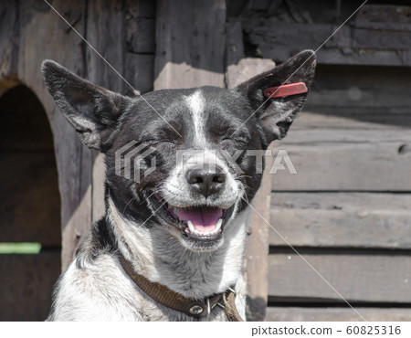 black and white happy dog smiling on the background of a wooden booth 60825316