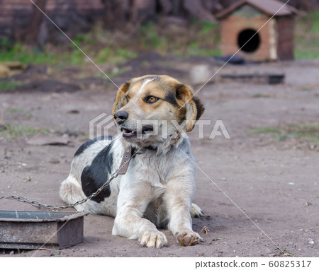 Pinto Chain Dog Smiles Against a Booth Pinto Chain Dog Smiles Against a Booth 60825317