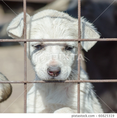 purebred white puppy in a cage purebred white puppy in a cage 60825319