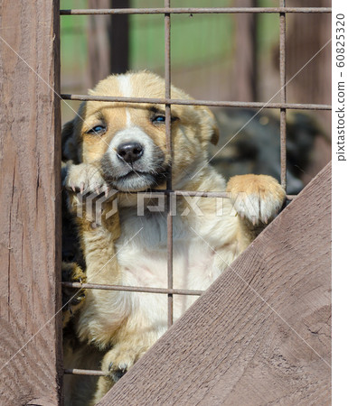 purebred beige puppy in a wooden cage purebred beige puppy in a wooden cage 60825320