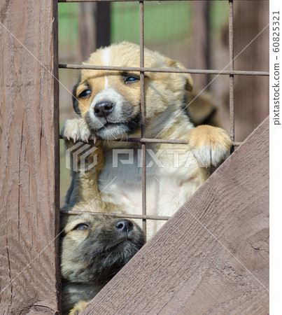 purebred beige puppy in a wooden cage purebred beige puppy in a wooden cage 60825321