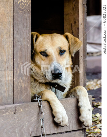 purebred chain brown dog peeking out of a wooden booth 60825323