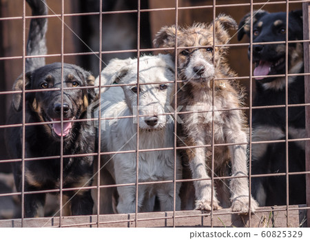 four puppies behind bars in a cage four puppies behind bars in a cage 60825329