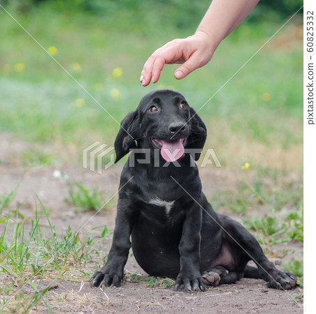 human hand is about to stroke a puppy 60825332