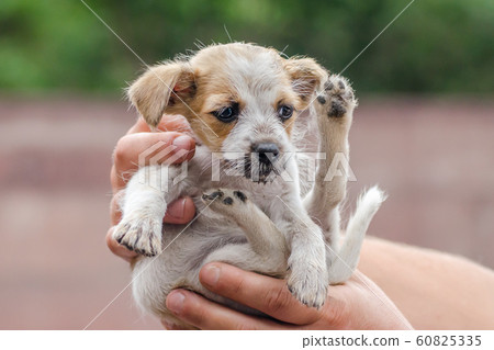 male hands are holding a little white and brown puppy male hands are holding a little white and brown puppy 60825335