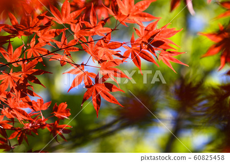 I look up at the autumn leaves 60825458