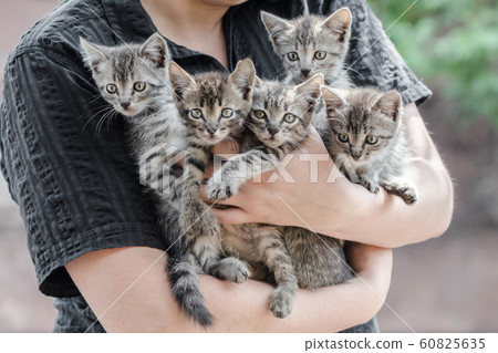 bunch of tabby kittens in female hands 60825635