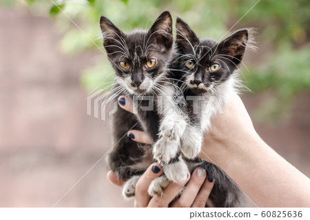 two black and white kittens in human hands 60825636