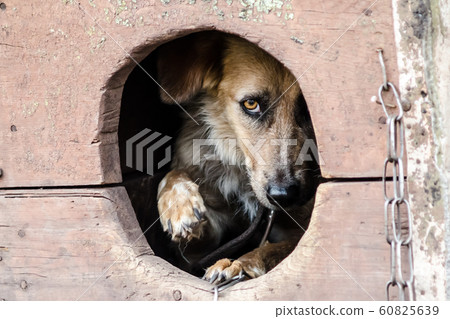 frightened adult dog looks out of his doghouse frightened adult dog looks out of his doghouse 60825639