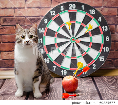 portrait of a tabby kitten against the background of a circle of darts 60825677