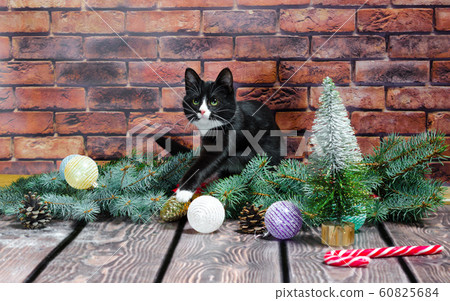 black and white kitten on the background of a brick wall and Christmas tree 60825684