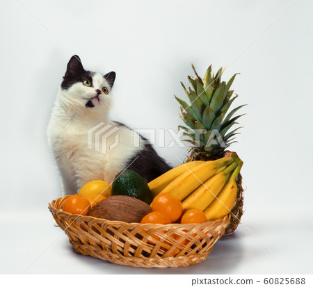 black and white cat raised a paw over a basket of tropical fruits 60825688