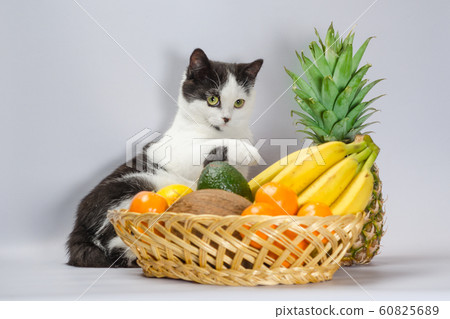 black and white cat raised a paw over a basket of tropical fruits black and white cat raised a paw over a basket of tropical fruits 60825689