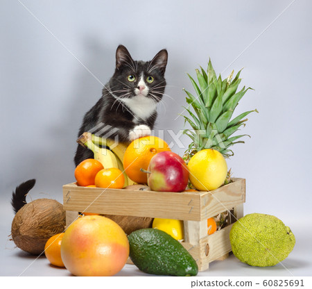 black and white cat guards a wooden box with exotic fruit 60825691