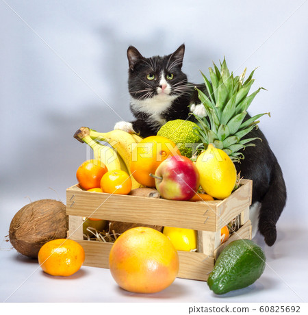black and white cat guards a wooden box with exotic fruit 60825692