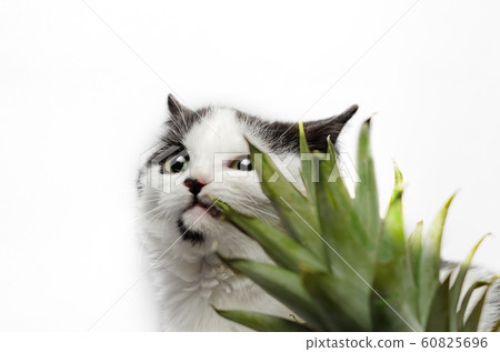 black and white kitten nibbles on green leaves of pineapple black and white kitten nibbles on green leaves of pineapple 60825696